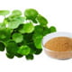 Bacopa Monnieri Ingredient