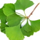 Ginkgo Biloba Ingredient
