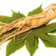 Panax Ginseng 10-1 Extract Ingredient
