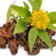 Rhodiola Rosea Extract Ingredient