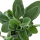 Spanish Sage 4-1 Extract Ingredient